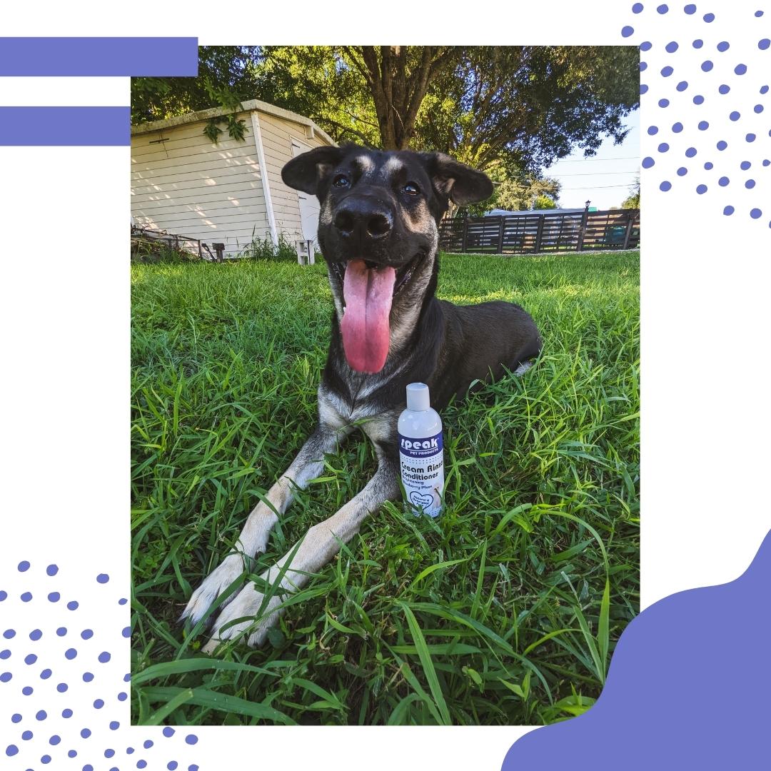 Brightening Blueberry Plum Cream Rinse Conditioner