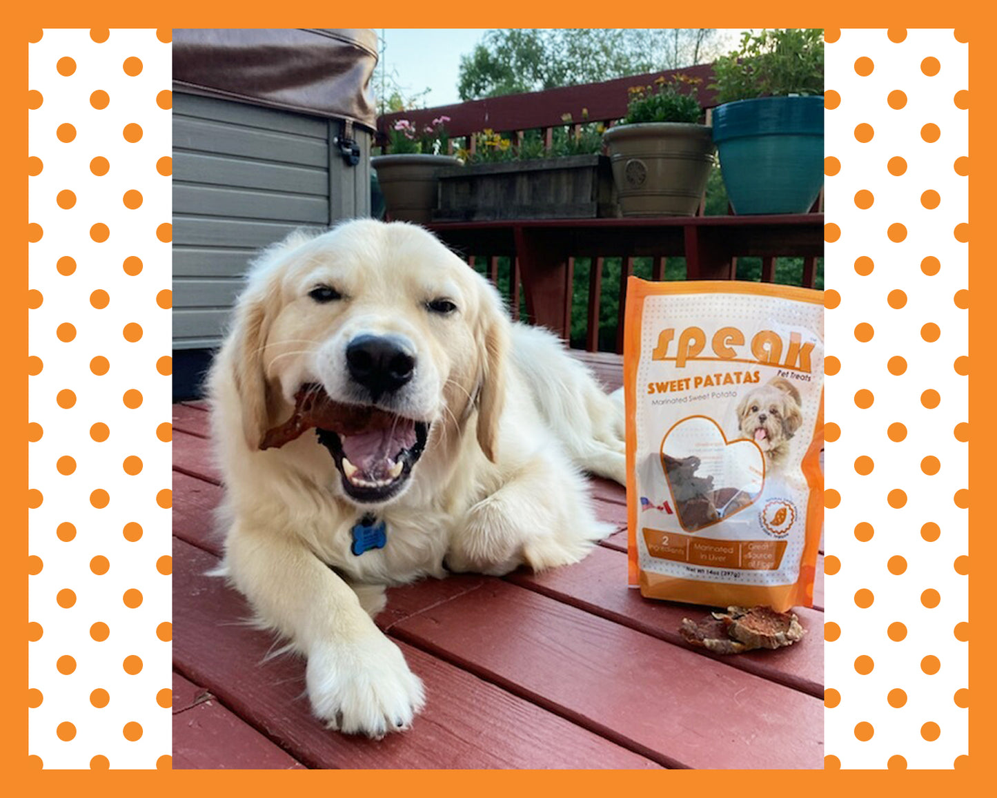 *Speak's Best Sellers* - Chicken Free Variety Pack